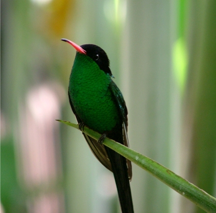 hummingbird