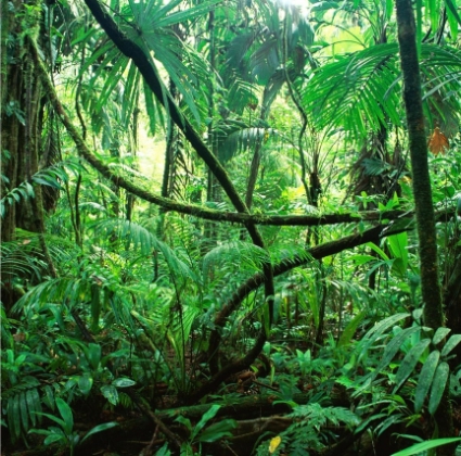jungle