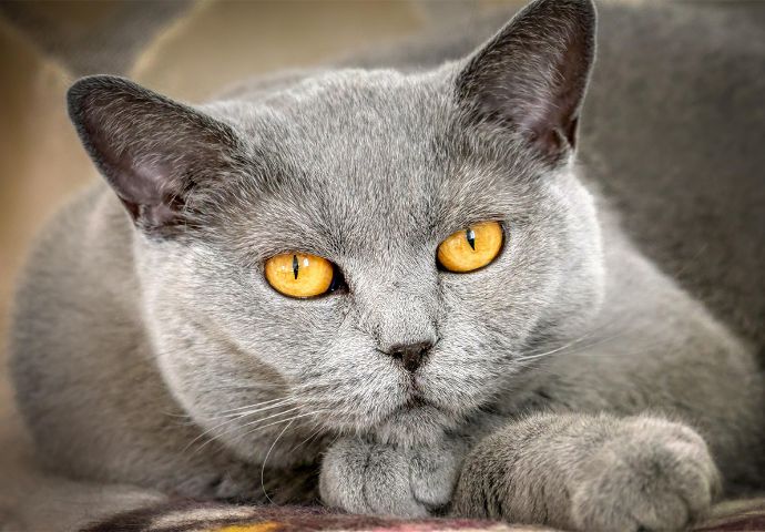 photo, chat, animaux, animal