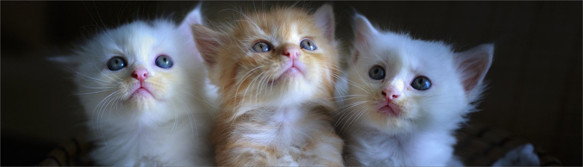 photo, chien, animaux, animal
