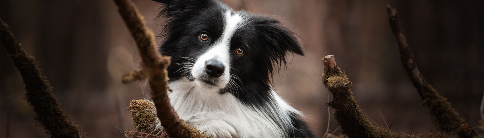 photo, chien, animaux, animal