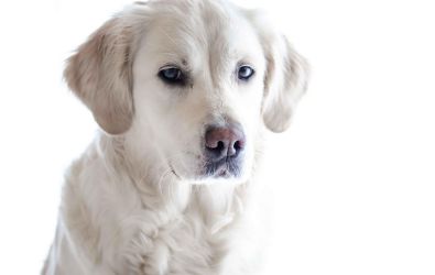 photo, chien, animaux, animal