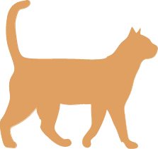 photo, chat, animaux, animal
